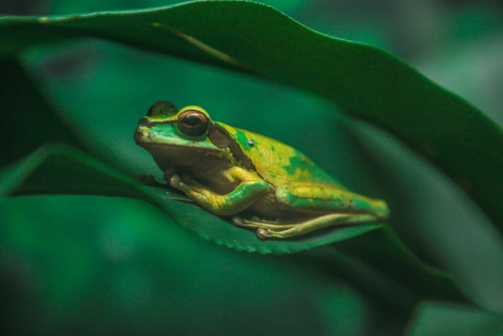 Centro de conservación de anfibios en el Valle de Antón