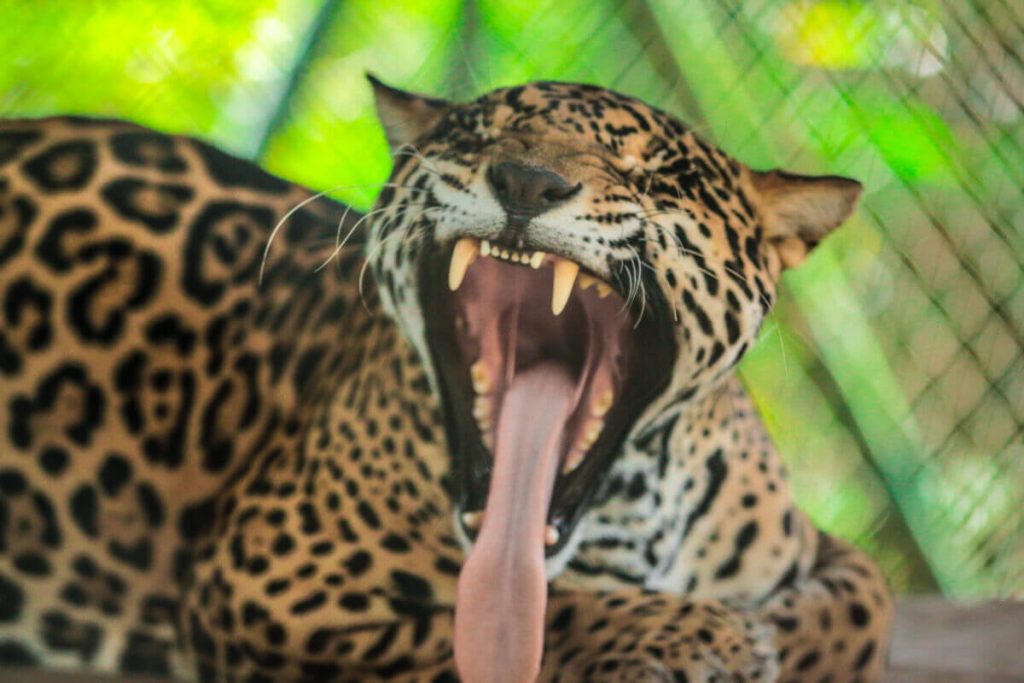 El Níspero Zoológico y Vivero en El Valle de Antón