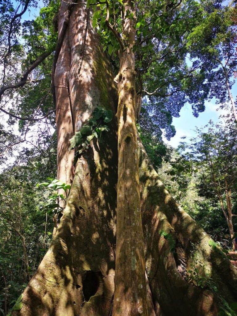 Senderos Árboles Cuadrados en El Valle de Antón