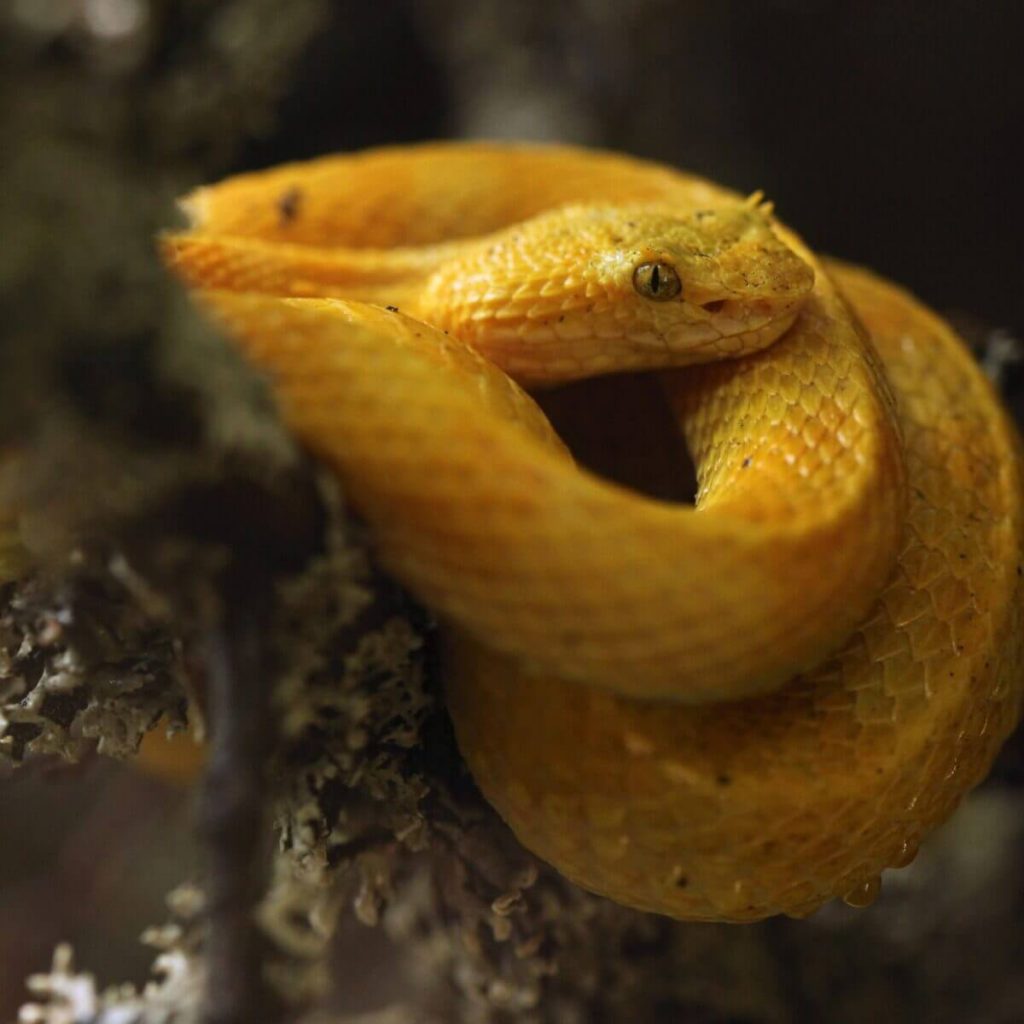 Serpentario en el Valle de Antón Panamá