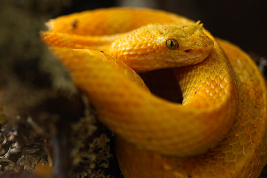 serpentario en el Valle de Antón Panamá