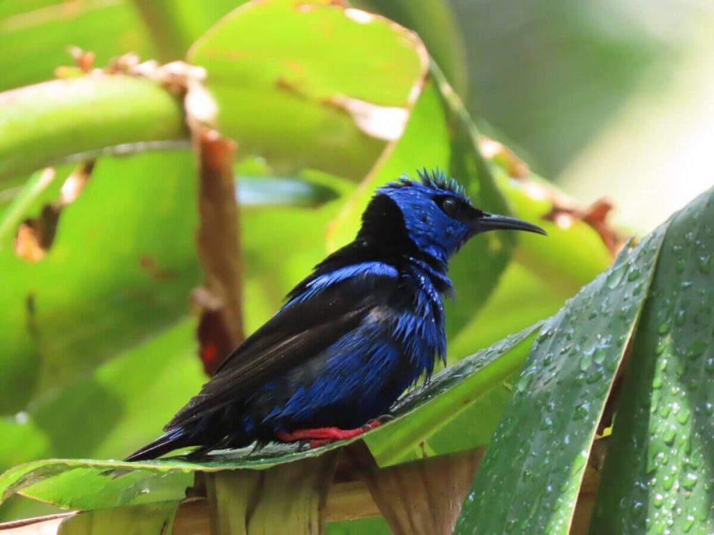 Avistamiento de Aves en El Valle de Antón Panamá