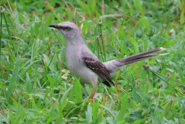 Avistamiento-de-Aves-1-1