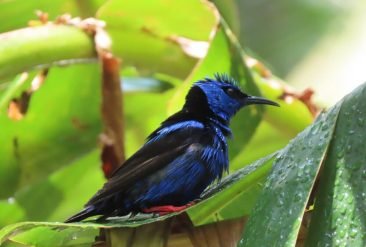Avistamiento-de-Aves-2-1