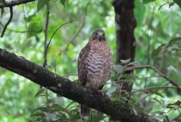 Avistamiento-de-Aves-4-1