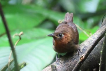 Avistamiento-de-Aves-5-1
