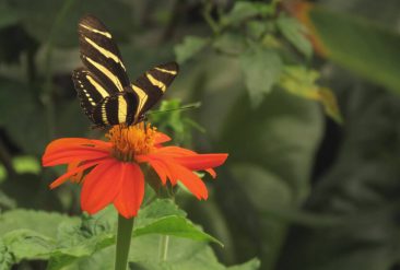 Butterfly-Haven-1