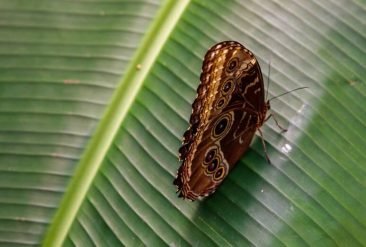 Butterfly-Haven-4-1