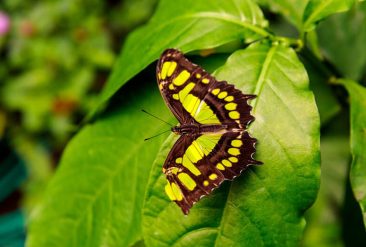 Butterfly-Haven-5