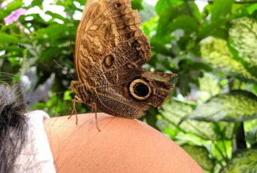 Butterfly-Haven-6