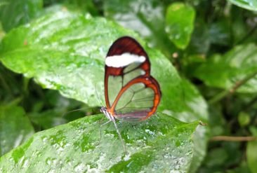 Butterfly-Haven-7-1