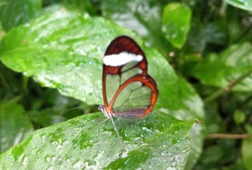 Butterfly-Haven-7
