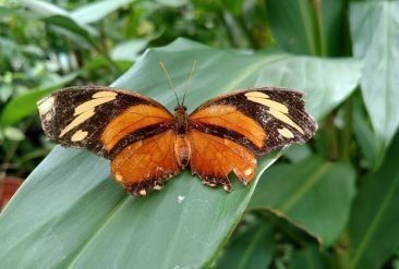 Butterfly-Haven-8-1