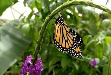 Butterfly-Haven-9-1