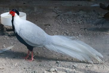 El-Nispero-Zoologico-y-Vivero-9-1