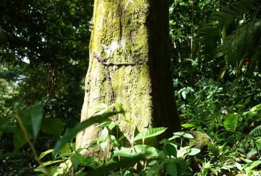 Sendero-Arboles-5-1