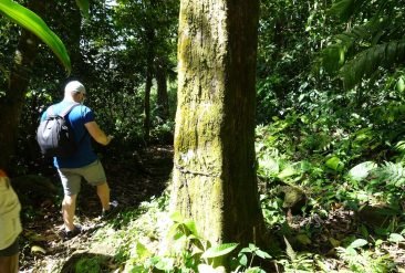 Sendero-Arboles-6-1
