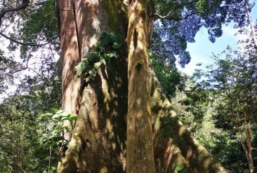 Sendero-Arboles-8-1
