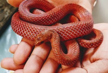 Serpentario-Maravillas-Tropicales-7-1